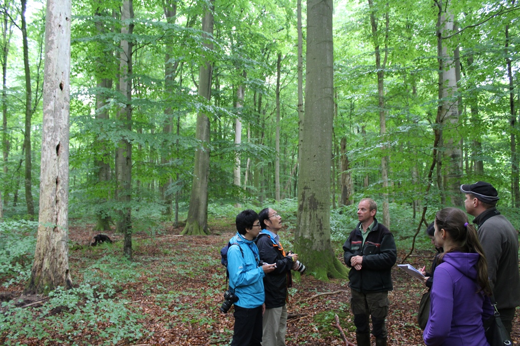 In der Naturwaldparzelle Lendershagen